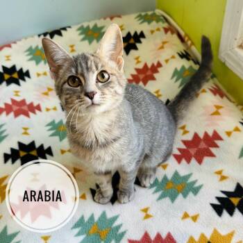 Arabia -  Domestic Short Hair Cat for Adoption in Brownsboro, Alabama - Arabia | PetCurious