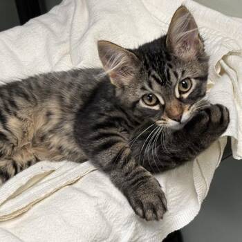 Ludwig -  Domestic Short Hair Cat for Adoption in Davenport, Iowa - Ludwig | PetCurious