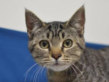Billie -  Domestic Short Hair Cat for Adoption in Portland, Oregon - Billie | PetCurious