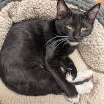 Rescue Domestic Short Hair Cats for Adoption in Normal, Illinois - Batman | PetCurious