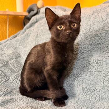 Shadow -  Domestic Short Hair Cat for Adoption in Lewisville, Texas - Shadow | PetCurious