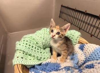 Nutmeg -  Domestic Short Hair Cat for Adoption in Batesville, Arkansas - Nutmeg | PetCurious
