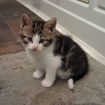 Domestic Short Hair Cats Available for Adoption in Penns Grove, New Jersey - Connor | PetCurious