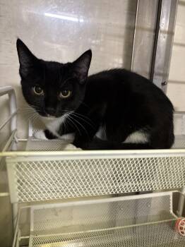 Raquel Welch -  Tuxedo Cat for Adoption in Absecon, New Jersey - Raquel Welch | PetCurious