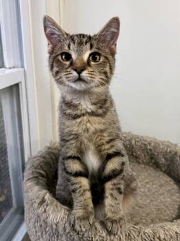 JB -  Domestic Short Hair Cat for Adoption in Ashland, Ohio - JB | PetCurious