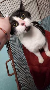 Rescue Domestic Short Hair Cats for Adoption in Portsmouth, Virginia - Rowan | PetCurious