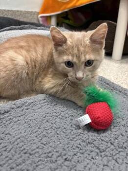 Matty -  Domestic Short Hair Cat for Adoption in Schenectady, New York - Matty | PetCurious