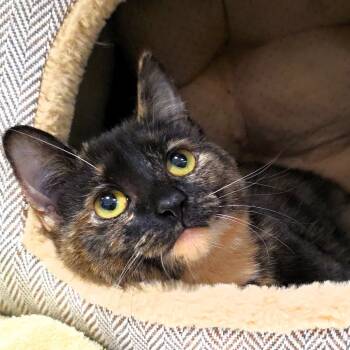 Rescue Domestic Short Hair Cats for Adoption in Michigan City, Indiana - Peanut Butter | PetCurious