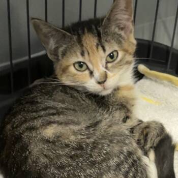 Rescue Domestic Short Hair Cats for Adoption in Blair, Wisconsin - Nutty Buddy | PetCurious