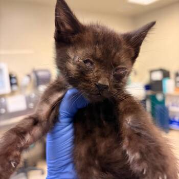 Hop -  Domestic Short Hair Cat for Adoption in Pasadena, California - Hop | PetCurious