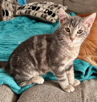 Tabby and Domestic Short Hair Cats Available for Adoption in Lombard, Illinois - Paolo | PetCurious