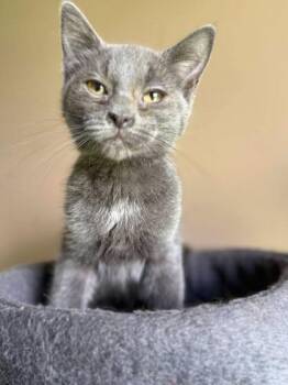 Princess Peach -  Domestic Short Hair Cat for Adoption in Berwick, Pennsylvania - Princess Peach | PetCurious