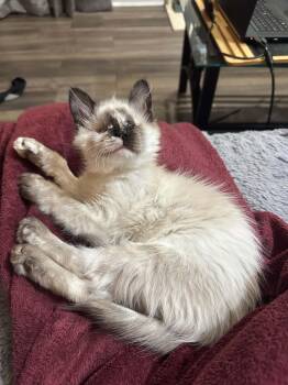 Katniss -  Domestic Short Hair and Siamese Cat for Adoption in Apex, North Carolina - Katniss | PetCurious