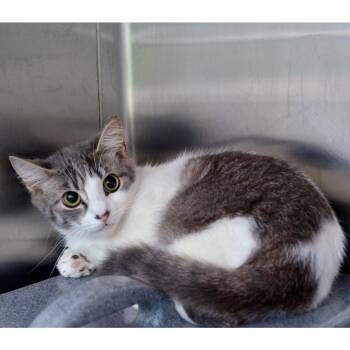 Domestic Short Hair and Tiger Cats Available for Adoption in Sanford, Florida - 542082 | PetCurious