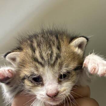 71576 -  Domestic Short Hair Cat for Adoption in Harrisonburg, Virginia - 71576 | PetCurious
