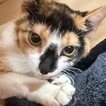 Esme -  Domestic Short Hair Cat for Adoption in Tampa, Florida - Esme | PetCurious