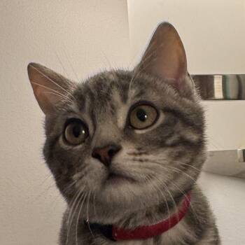 Domestic Short Hair Cats Available for Adoption - Franklin | PetCurious