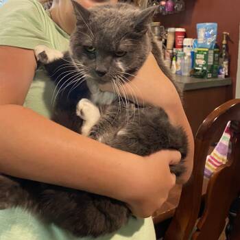 Penny -  Domestic Short Hair Cat for Adoption in York, Pennsylvania - Penny | PetCurious