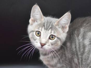 Emma -  Domestic Short Hair Cat for Adoption in Portland, Oregon - Emma | PetCurious