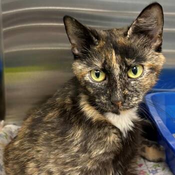 Domestic Short Hair Cats Available for Adoption in East Hanover, New Jersey - Niblet | PetCurious