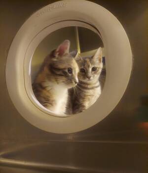 Ditto -  Manx and Dilute Calico Cat for Adoption in Flint Hill, Virginia - Ditto | PetCurious