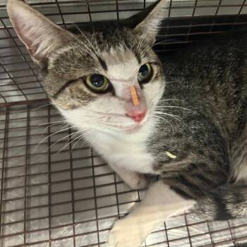 Felix* -  Domestic Short Hair Cat for Adoption in San Gabriel, California - Felix* | PetCurious