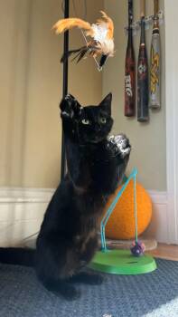 Penny -  American Shorthair Cat for Adoption in San Francisco, California - Penny | PetCurious