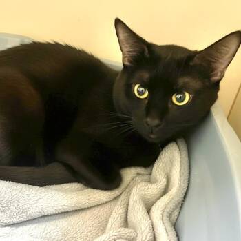 Domestic Short Hair Cats Available for Adoption in Elyria, Ohio - Fortune | PetCurious