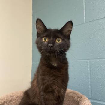 Onyx -  Domestic Medium Hair Cat for Adoption in Kansas City, Missouri - Onyx | PetCurious