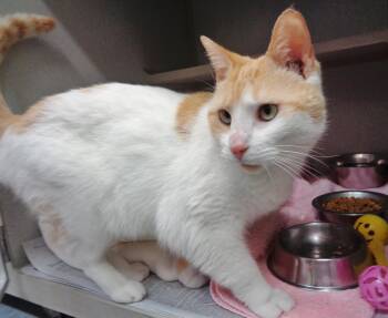 Rescue Tiger Cats for Adoption in Delhi, New York - NEMO | PetCurious