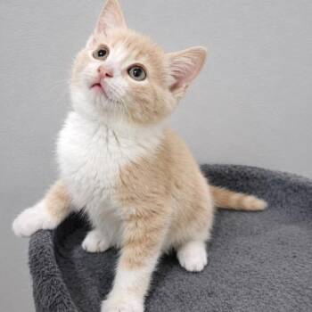 Sammy -  Domestic Short Hair Cat for Adoption in Andover, Minnesota - Sammy | PetCurious