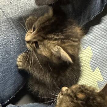 Debra -  Domestic Short Hair Cat Available for Adoption in Santa Susana, California - Debra | PetCurious