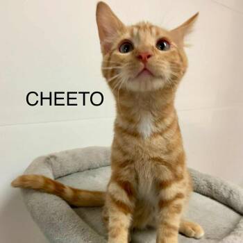 Rescue Tabby Cats for Adoption in Rushville, Illinois - Cheeto | PetCurious