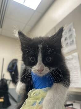BERNARD -  Domestic Medium Hair Cat for Adoption in Las Vegas, Nevada - BERNARD | PetCurious
