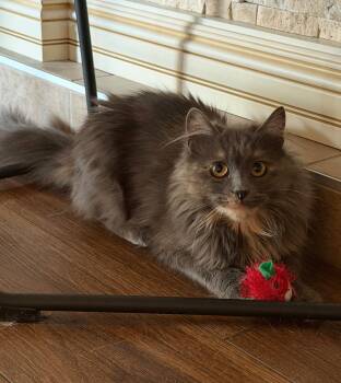 Gladiolus -  Domestic Medium Hair Cat Available for Adoption in Dayton, Ohio - Gladiolus | PetCurious