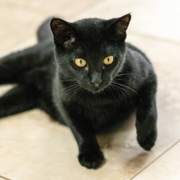 Domestic Short Hair Cats Available for Adoption in Hilton Head Island, South Carolina - Gary | PetCurious