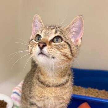 Tomato -  Domestic Short Hair Cat for Adoption in Cumming, Georgia - Tomato | PetCurious