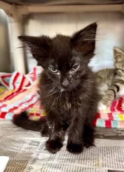 Krakaren -  Domestic Long Hair Cat for Adoption in Cincinnati, Ohio - Krakaren | PetCurious