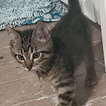 Fruit Loops -  Domestic Short Hair Cat for Adoption in Bentonville, Arkansas - Fruit Loops | PetCurious