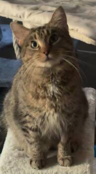 Tabby Cats Available for Adoption - Kelsie- Urgent | PetCurious