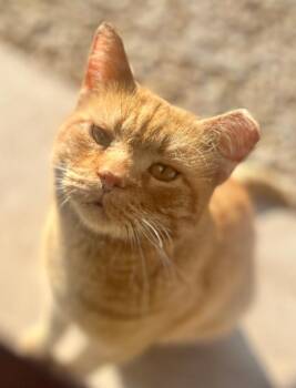 Domestic Short Hair Cats Available for Adoption - Orangey | PetCurious