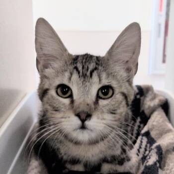 Harmony -  Domestic Short Hair Cat for Adoption in Reno, Nevada - Harmony | PetCurious