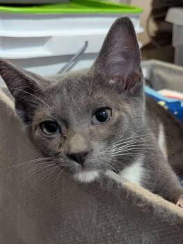 Rescue Domestic Short Hair Cats for Adoption in Ball Ground, Georgia - Ross | PetCurious