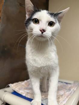 Domestic Short Hair Cats Available for Adoption - BILLY | PetCurious