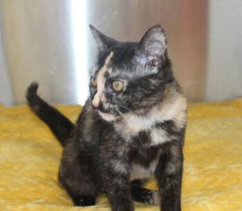 Domestic Short Hair and Tortoiseshell Cats Available for Adoption in Prattville, Alabama - Cassy - 43491 | PetCurious