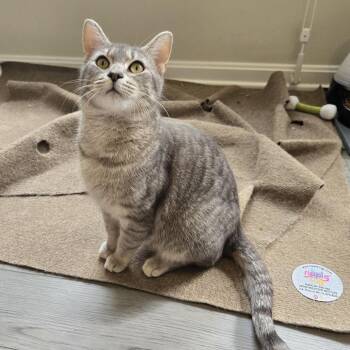 Domestic Short Hair Cats Available for Adoption in Baltimore, Maryland - Grapeshot | PetCurious