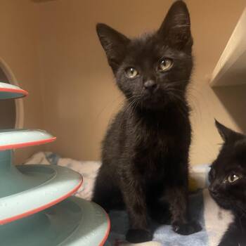 Einstein w/ Curie - In Foster! -  Domestic Short Hair Cat for Adoption in Flagstaff, Arizona - Einstein W/ Curie - In Foster! | PetCurious