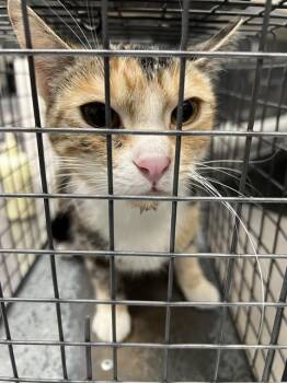 ROSALIND -  Domestic Short Hair Cat for Adoption in Las Vegas, Nevada - ROSALIND | PetCurious
