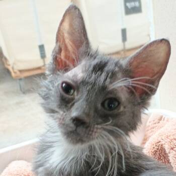 Rescue Domestic Short Hair Cats for Adoption in Reno, Nevada - Baloo | PetCurious