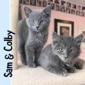 Domestic Long Hair Cats Available for Adoption in Lemoyne, Pennsylvania - Sam & Colby  | PetCurious